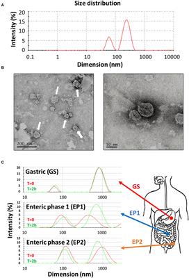 Extracellular Vesicles Derived From Citrus sinensis Modulate Inflammatory Genes and Tight Junctions in a Human Model of Intestinal Epithelium